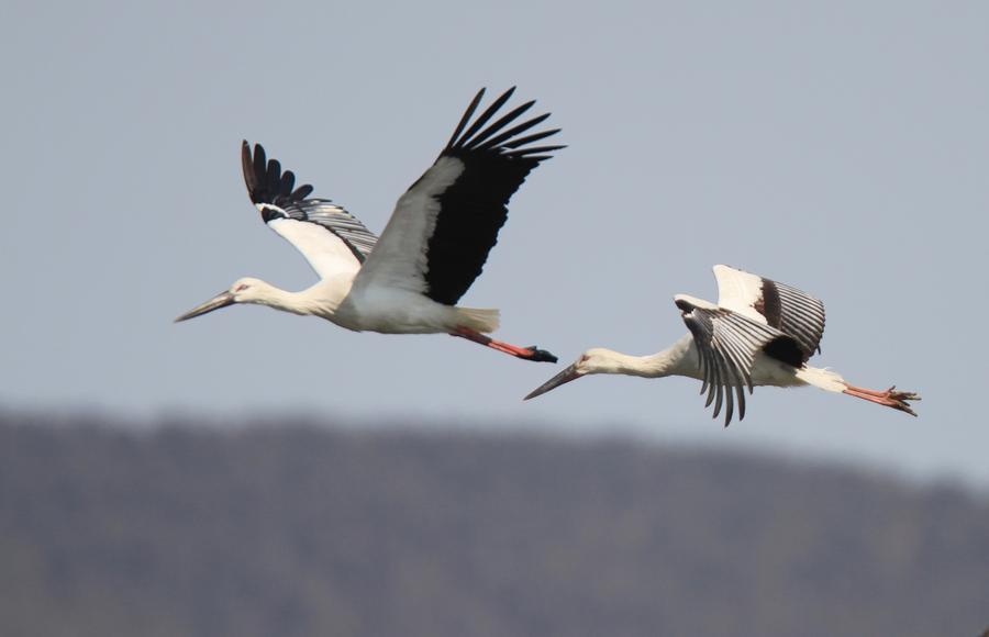 Oriental storks look for food at Zhangjiacun Wetland in Dalian
