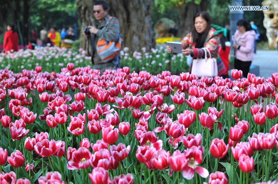 In pics: Blooming tulips in S China