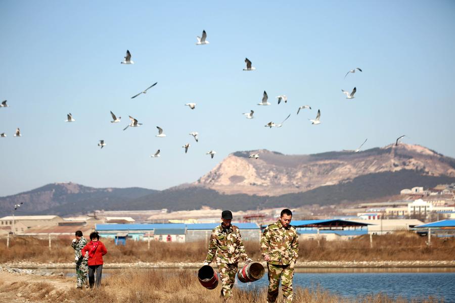 Oriental storks look for food at Zhangjiacun Wetland in Dalian