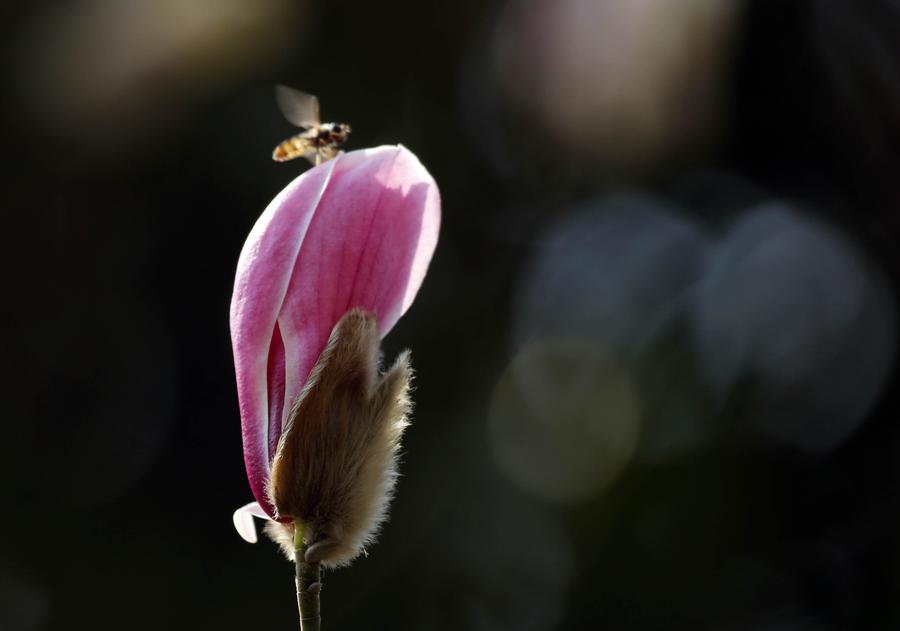 Fresh spring scenery around China