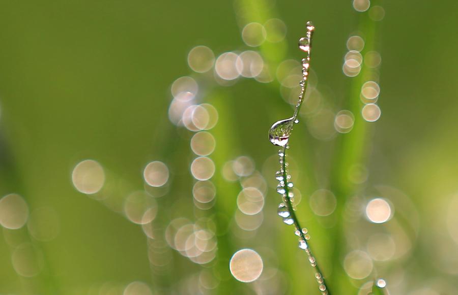 Fresh spring scenery around China