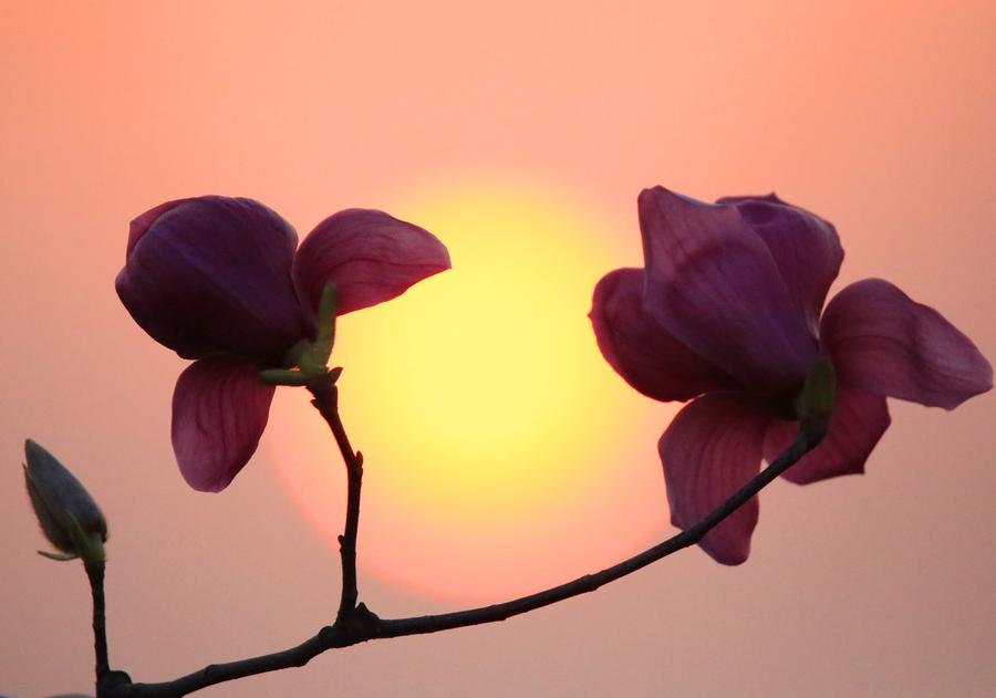 Fresh spring scenery around China