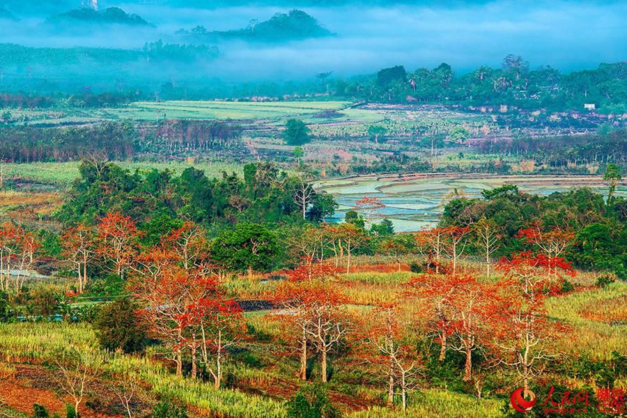 Beautiful Kapok flowers bloom in Hainan