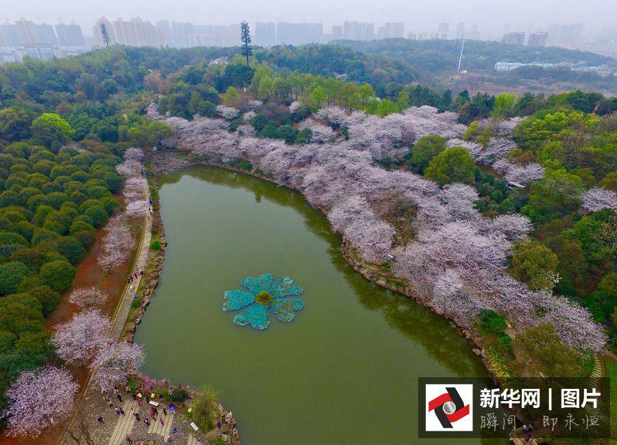 Aerial views of cherry blossoms in Hunan