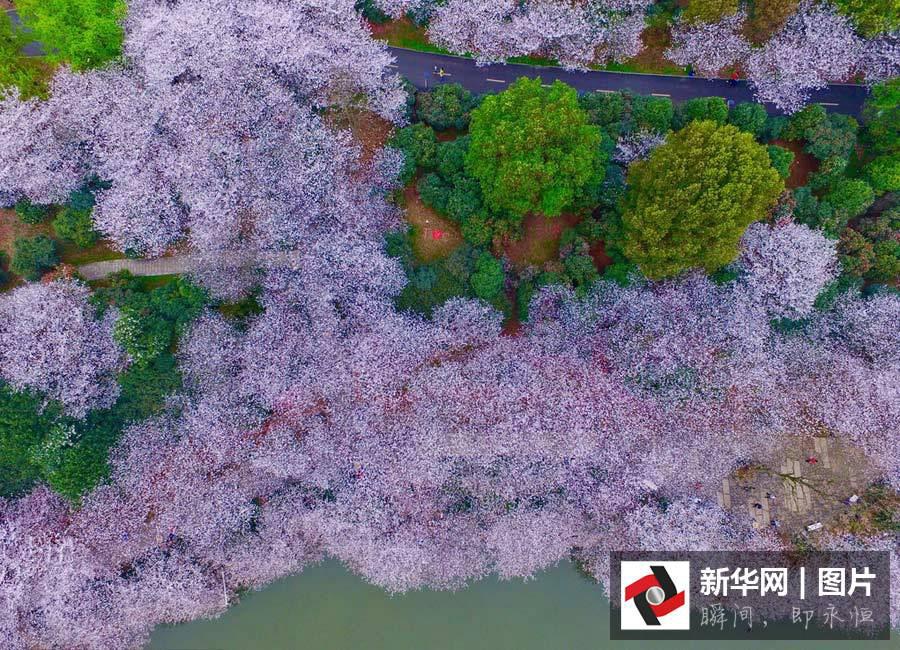 Aerial views of cherry blossoms in Hunan