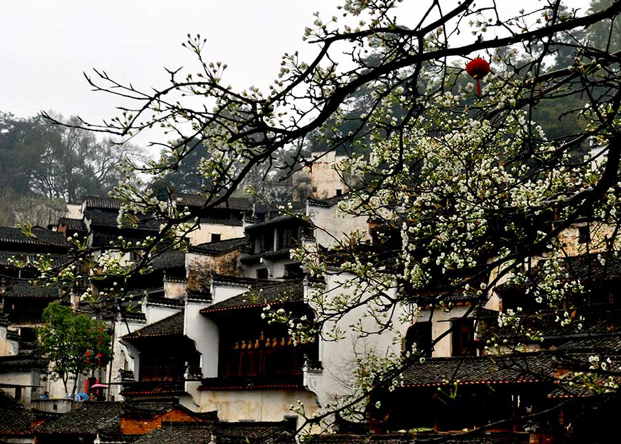 Flowery spring comes to Wuyuan, Jiangxi province