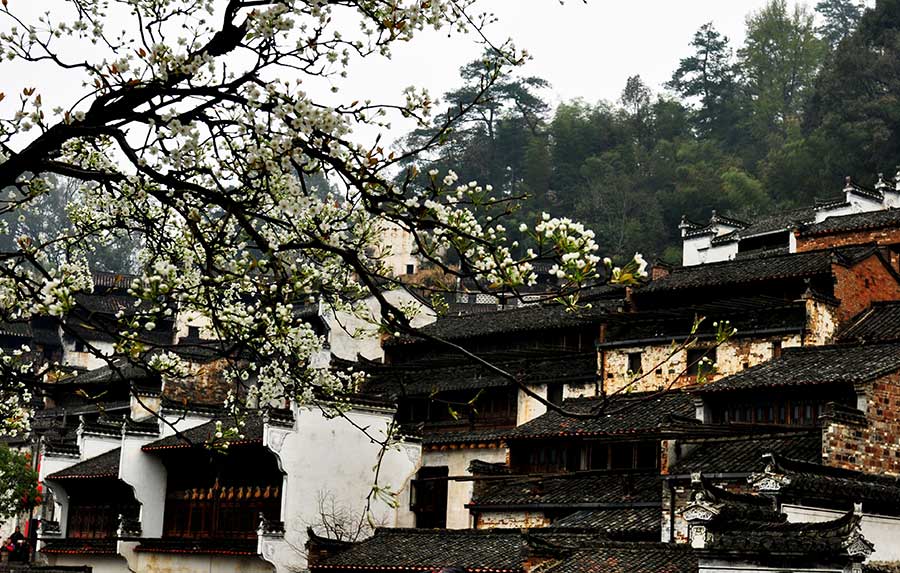 Flowery spring comes to Wuyuan, Jiangxi province