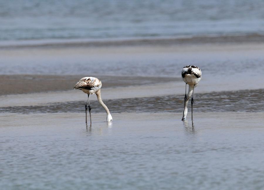 Flamingos rest along the Yellow River in Qinghai