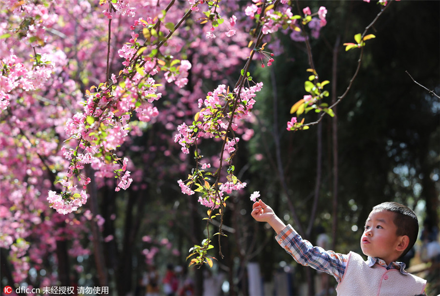 Cherry blossoms in Kunming