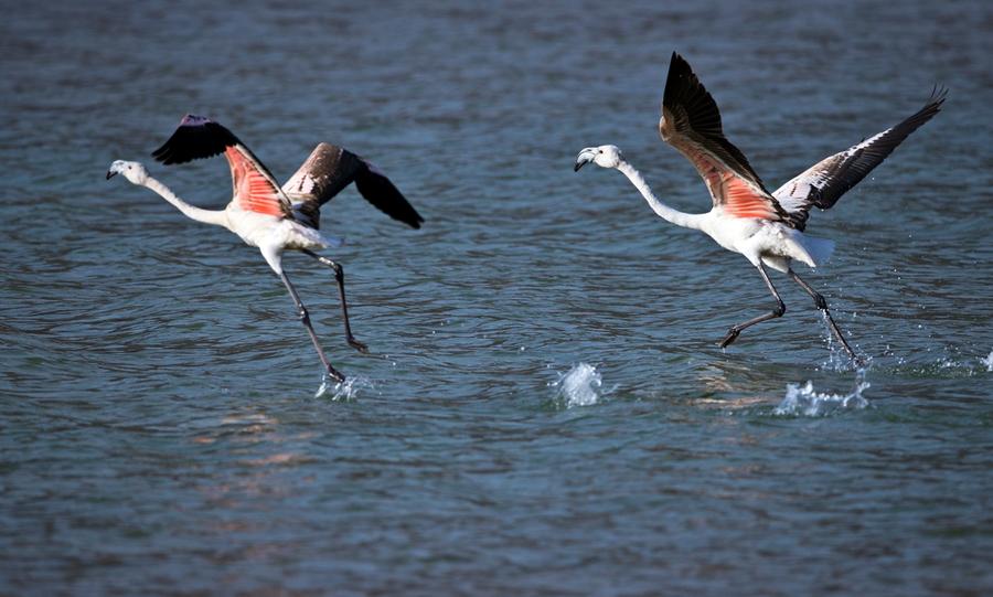 Flamingos rest along the Yellow River in Qinghai