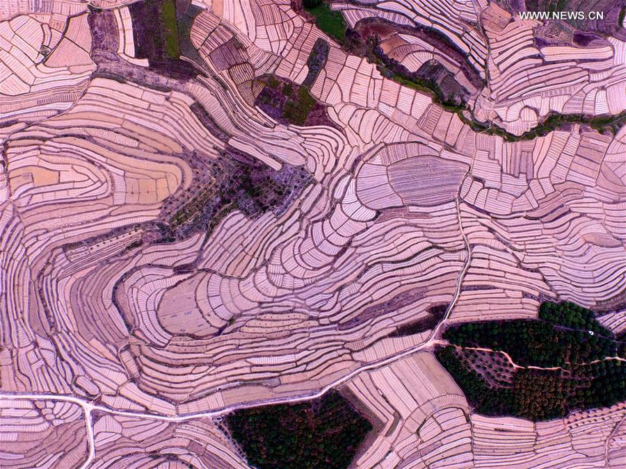 Aerial view of watermelon terraces in S China's Baise