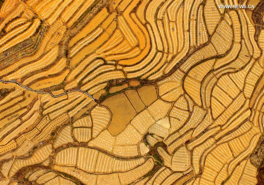 Aerial view of watermelon terraces in S China's Baise