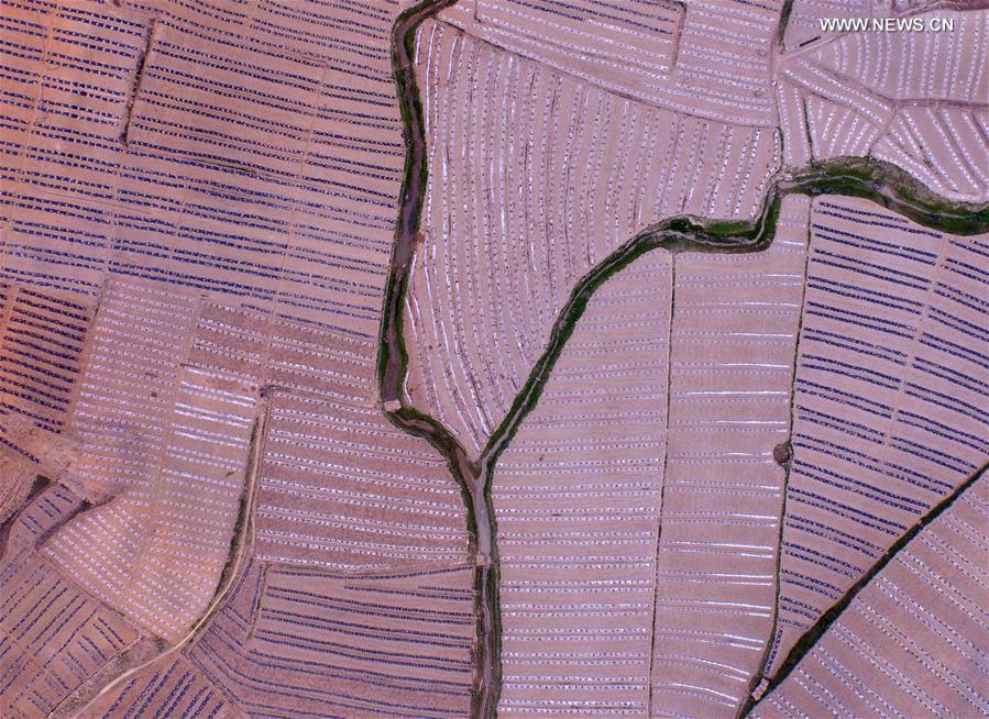 Aerial view of watermelon terraces in S China's Baise