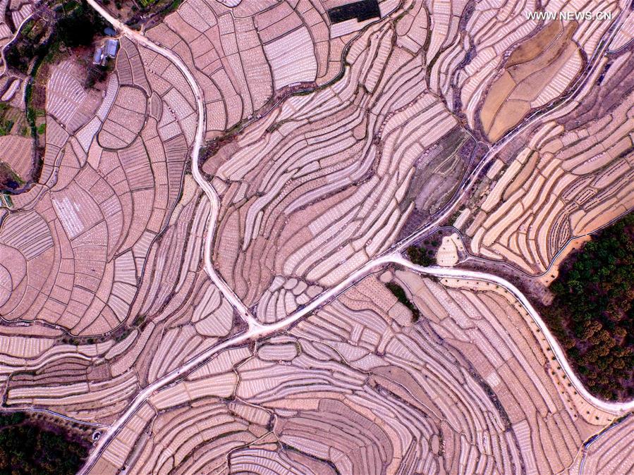 Aerial view of watermelon terraces in S China's Baise