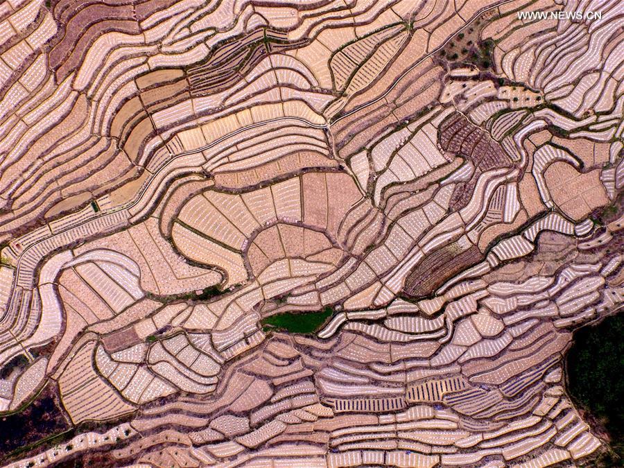 Aerial view of watermelon terraces in S China's Baise