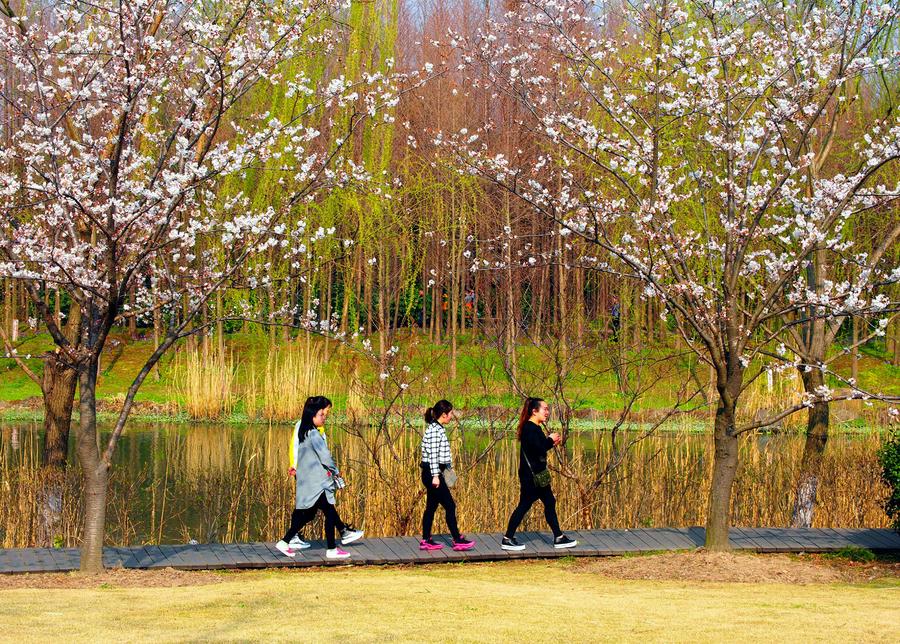 Cherry blossom seen at parks in Shanghai