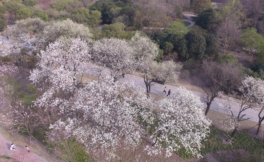 Cherry blossom seen at parks in Shanghai