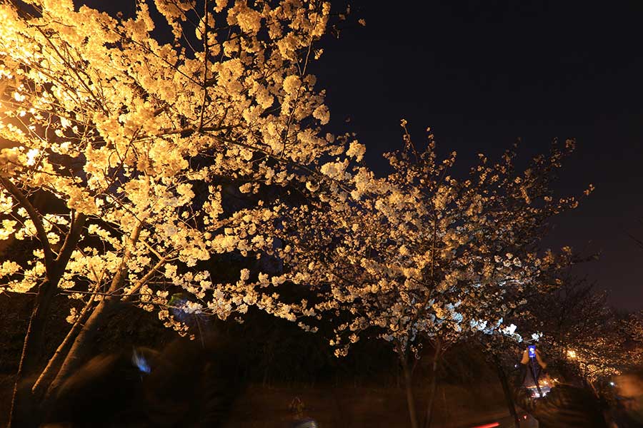 Cherry blossoms bathed in night light in Nanjing