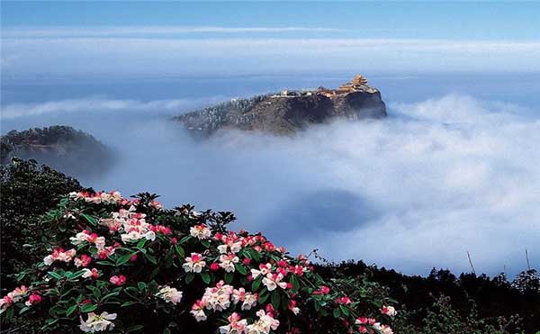 Enjoy azaleas in spring outing at Emei