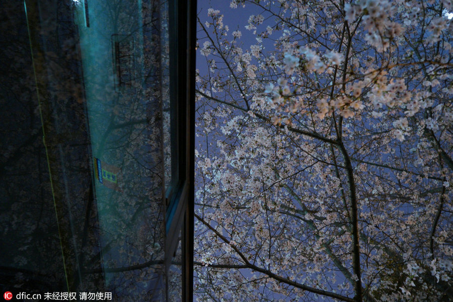 Cherry tree blooms at night