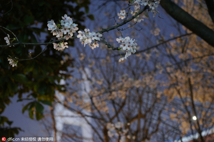 Cherry tree blooms at night