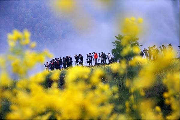 Spring flower power draws visitors to Wuyuan