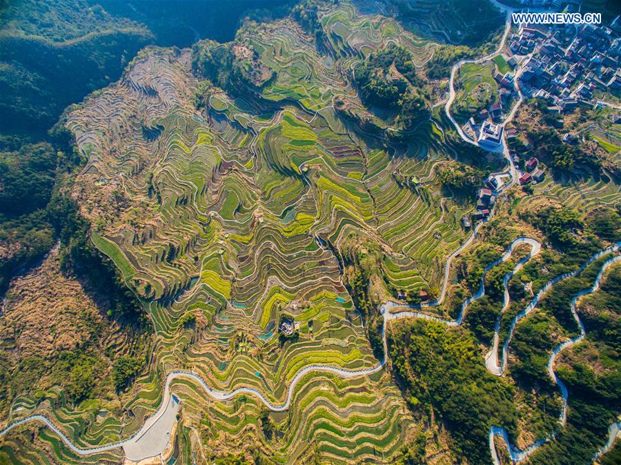 Scenery of cole blossoms in terraced fields, E China