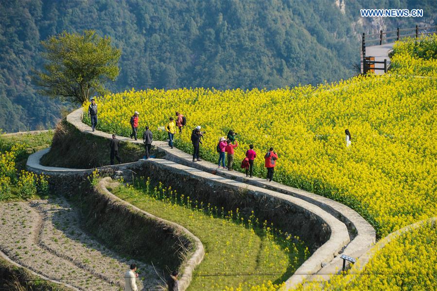 Scenery of cole blossoms in terraced fields, E China