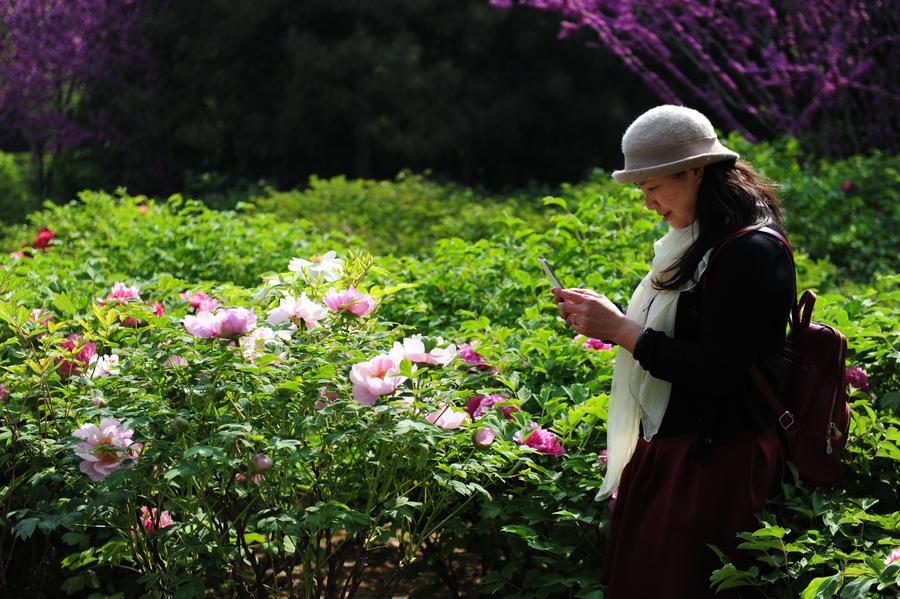 Peony Cultural Festival opens in Central China