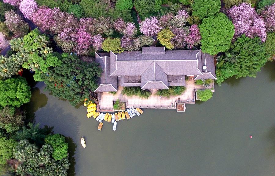 Road under bauhinia blossoms seen in Liuzhou, China's Guangxi