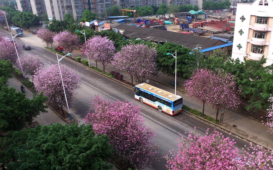 Road under bauhinia blossoms seen in Liuzhou, China's Guangxi