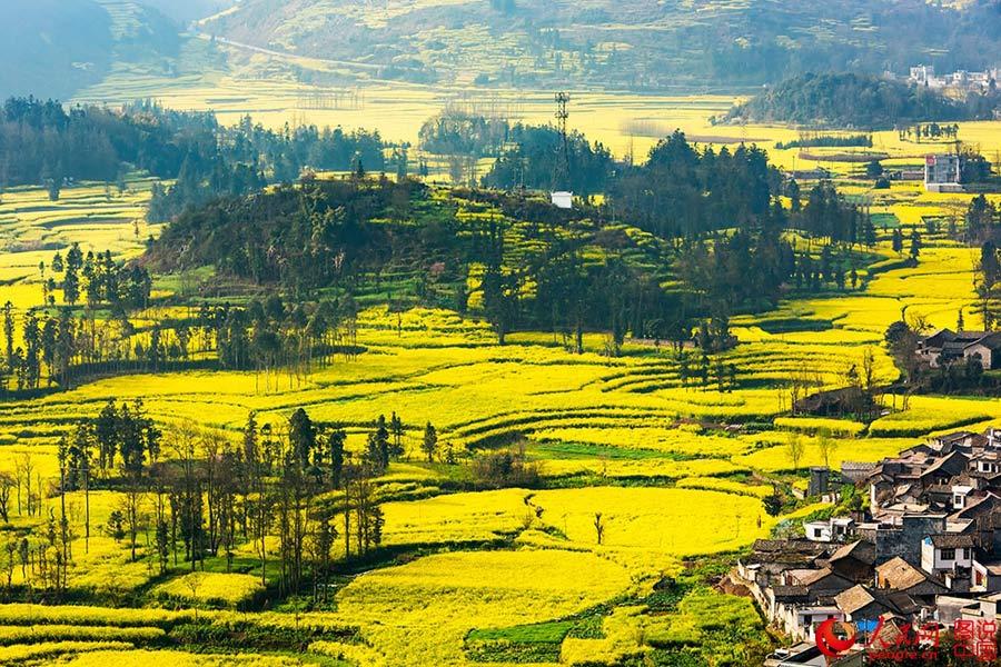 Sea of cole flower in Luoping