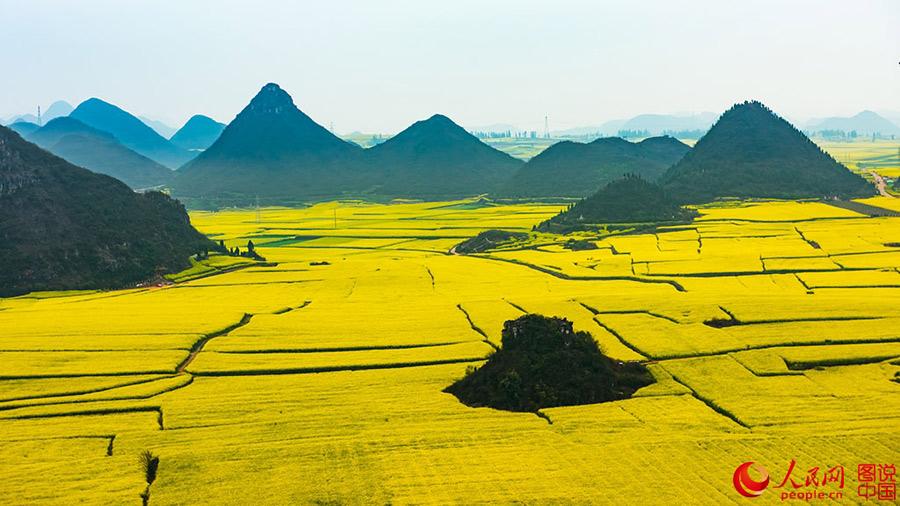 Sea of cole flower in Luoping