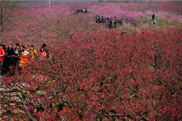 Shanxi tourism is springing into blossom
