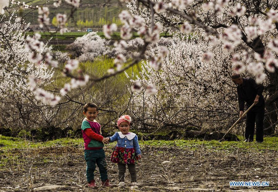 Almond flowers bloom in NW China's Xinjiang