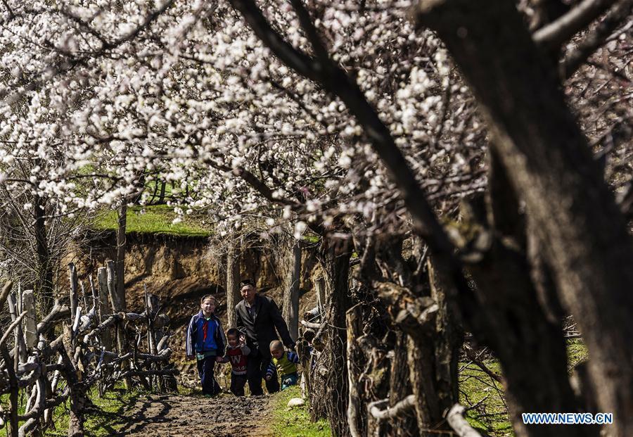 Almond flowers bloom in NW China's Xinjiang