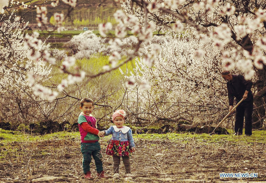 Almond flowers bloom in Xinjiang