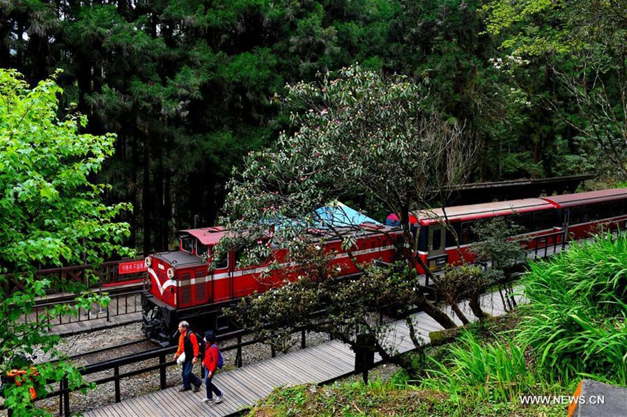 Spring scenery of Ali Mountain in Taiwan