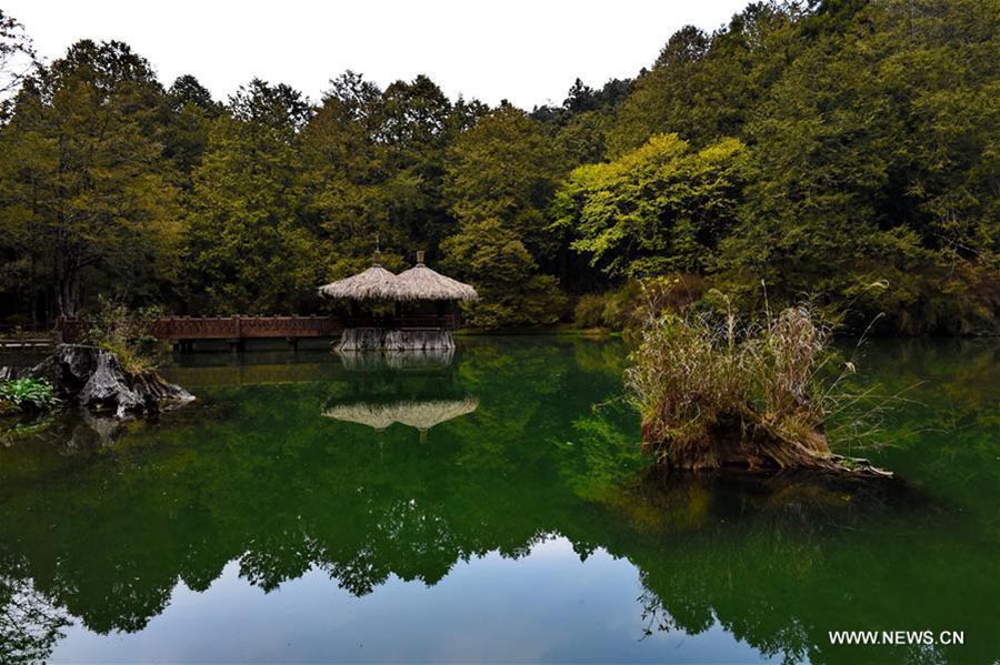 Spring scenery of Ali Mountain in Taiwan