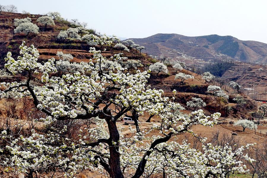 Pear blossoms present fresh spring sight, Hebei province