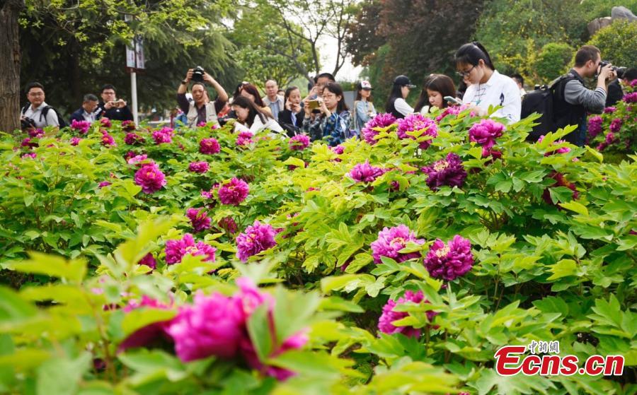 Luoyang's 34th Peony Flower Festival attracts tourists