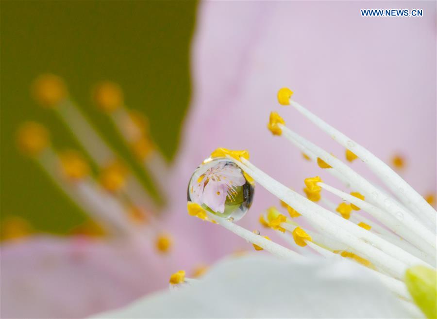 In pics: raindrops on peach blossom in N China