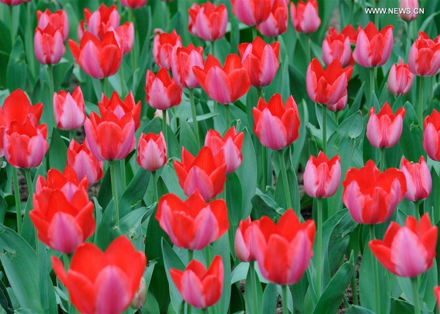 Over 300,000 tulips of 109 brands displayed in Beijing