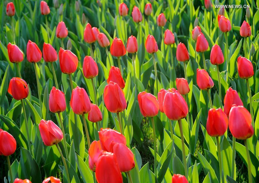 Over 300,000 tulips of 109 brands displayed in Beijing