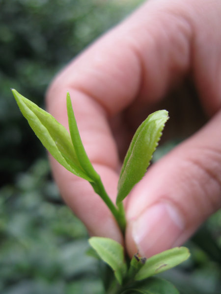 The beauty of China’s spring teas