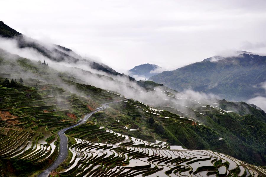 Terraces shrouded by morning fog in Southwest China