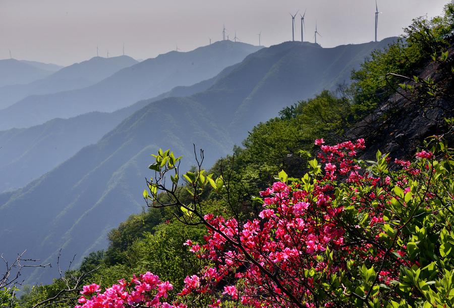 Azalea blossoms seen on E China's Longmian Mountain