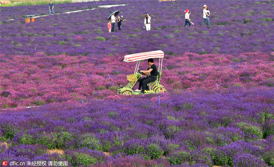 Lavender blossom invites tourists to Henan