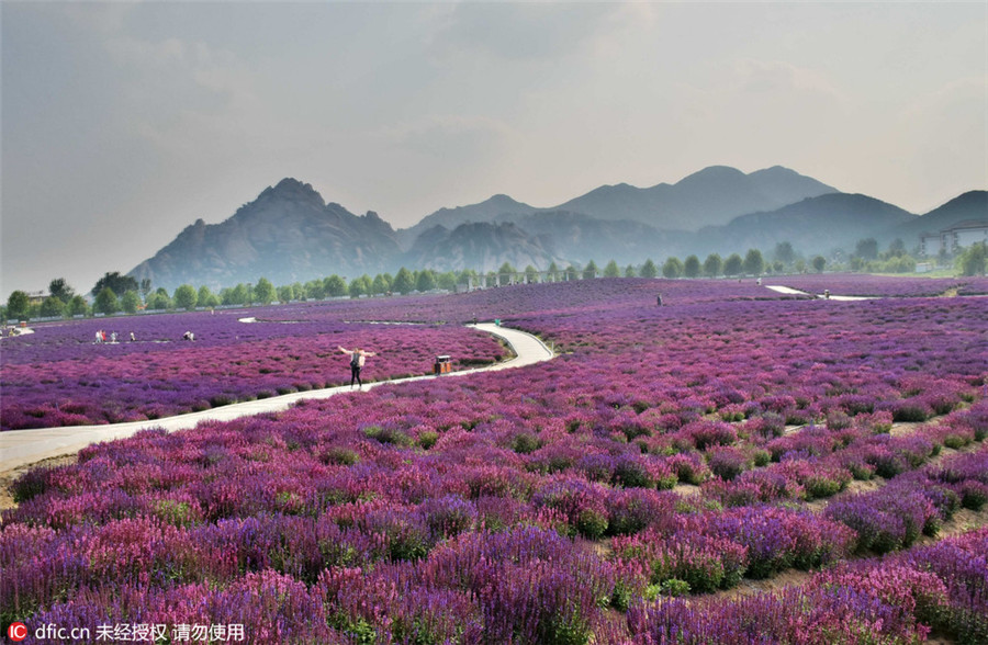 Lavender blossom invites tourists to Henan