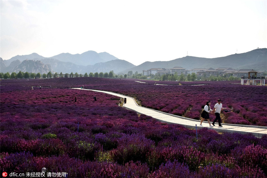 Lavender blossom invites tourists to Henan